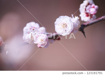 早春梅花特寫 123191791