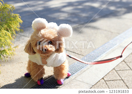 A toy poodle walking around wearing clothes with ears 123191833