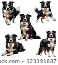 Border collie black white realistic illustration set 123191887