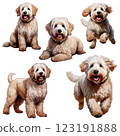 Australian Labradoodle realistic illustration set 123191888