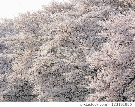 櫻花盛開 櫻花盛開 123191990
