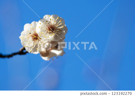Colorful plum blossoms give off the scent of early spring 123192270