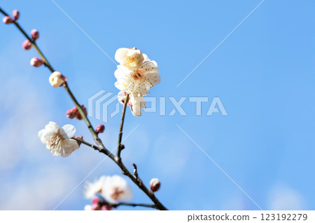Colorful plum blossoms give off the scent of early spring Colorful plum blossoms give off the scent of early spring 123192279