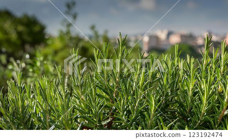 Fresh rosemary close-up image 5 123192474