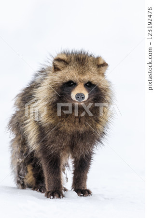 An elderly Hokkaido raccoon dog walking on the snow in Chitose, Hokkaido [February] 123192478