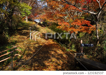松島秋季四大美景：從停車場到大高森：一條穿過絕美紅葉的小路 123192537