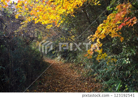 Matsushima's Four Great Views in Autumn: From the parking lot to Otakamori: A path through the spectacular autumn leaves Matsushima's Four Great Views in Autumn: From the parking lot to Otakamori: A path through the spectacular autumn leaves 123192541