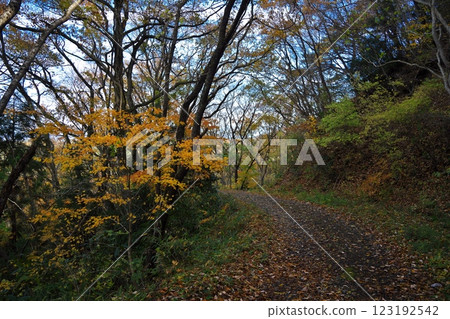 Matsushima's Four Great Views in Autumn: From the parking lot to Otakamori: A path through the spectacular autumn leaves Matsushima's Four Great Views in Autumn: From the parking lot to Otakamori: A path through the spectacular autumn leaves 123192542