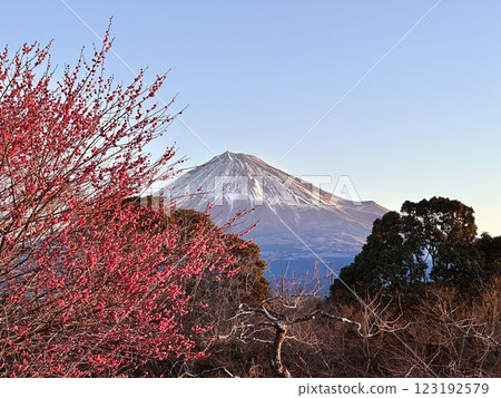 沐浴在朝陽中的梅花和富士山 123192579