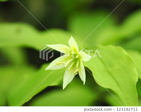 風景與百合 123192711