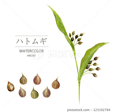 Pearl barley watercolor illustration vector 123192784