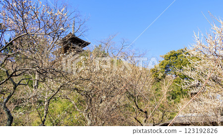 Sankeien Garden, a scenic Japanese garden, in winter (early spring) Sankeien Garden, a scenic Japanese garden, in winter (early spring) 123192826