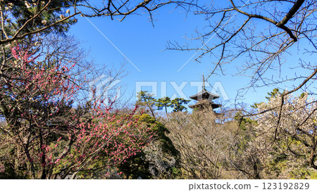 Sankeien Garden, a scenic Japanese garden, in winter (early spring) 123192829