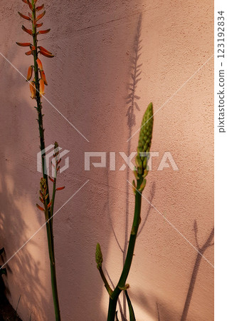 Aloe vera Flowers and Buds Aloe vera Flowers and Buds 123192834