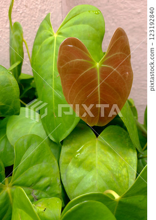 Leaves of Anthurium Plant 123192840