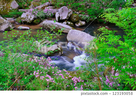 Mountain stream with blooming mountain azaleas (Oninoshitaburi: Okuizumo Town, Nita District) 123193058
