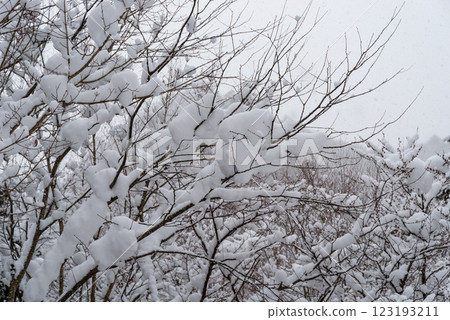 Snow-covered tree branches c-1 Snow-covered tree branches c-1 123193211