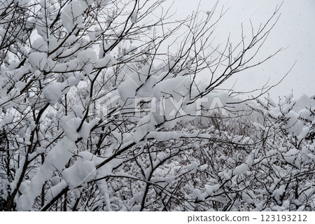 Snow-covered tree branches c-2 Low saturation, high contrast Snow-covered tree branches c-2 Low saturation, high contrast 123193212