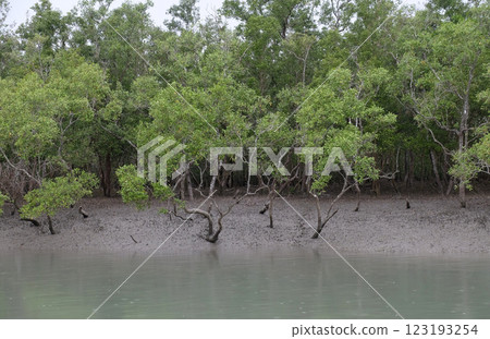 Mangrove forest, Sundarbans, Ganges delta, West Bengal, India 123193254