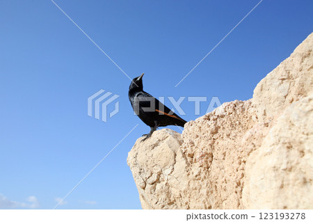 A bird sits on the ruins at Masada, an ancient Jewish fortress in Israel A bird sits on the ruins at Masada, an ancient Jewish fortress in Israel 123193278