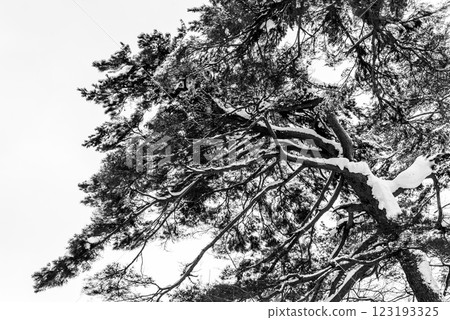 Snow-covered pine trees, monochrome 123193325