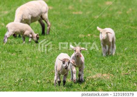 Shimukappu Village, Hokkaido: Lamb Walking [May] 123193379