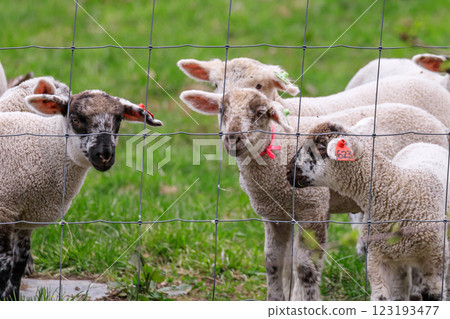 穿過籬笆的羊羔，北海道佔冠村 [五月] 123193477