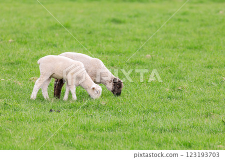北海道佔冠村：遛羊 [5 月] 123193703