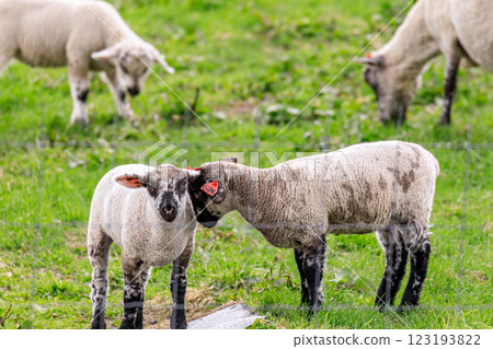 Lambs huddled together in Shimukappu Village, Hokkaido [May] 123193822