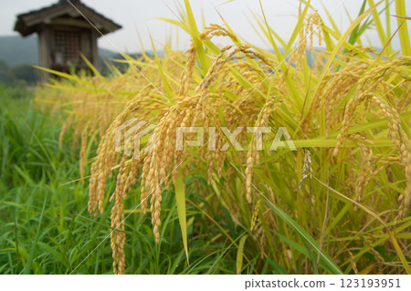 Golden ripe rice (Okuizumo Town) 123193951