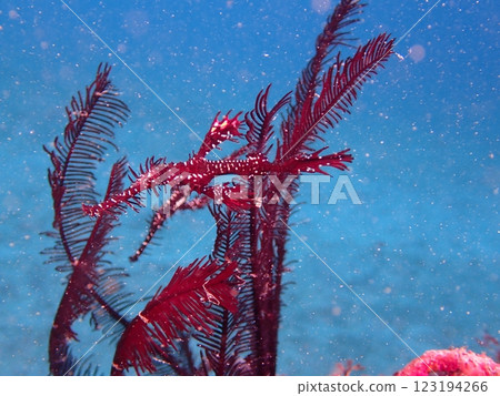 A red ghost pipefish swimming near a sea star 123194266