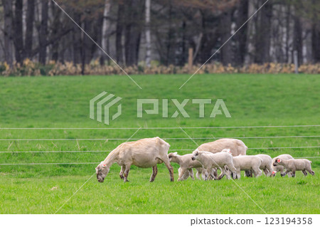 一隻母羊和她的小羊在北海道佔冠村散步 [五月] 123194358