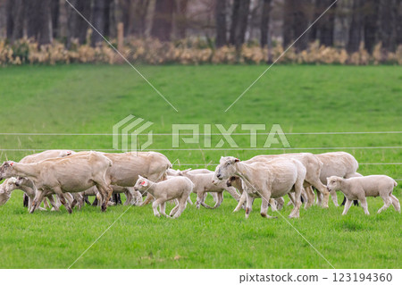 一隻母羊和她的小羊在北海道佔冠村散步 [五月] 123194360