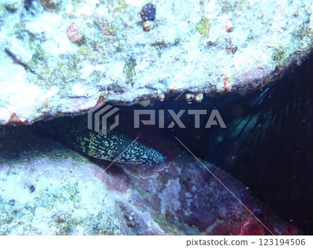 Moray eel peeking out from a rocky area in the sea Moray eel peeking out from a rocky area in the sea 123194506