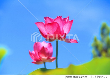 紅蓮花 123194527