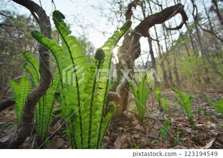 生機盎然的泉水(小田市) 生機盎然的泉水(小田市) 123194549