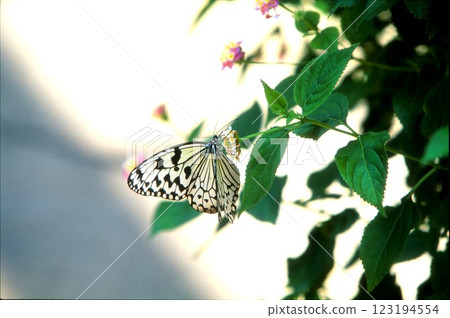 Ogomadara Ogomadara 123194554