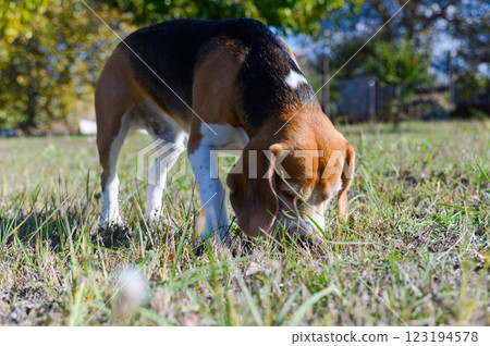 A tricolor beagle with white, brown, and black fur sniffs the grass. A tricolor beagle with white, brown, and black fur sniffs the grass. 123194578