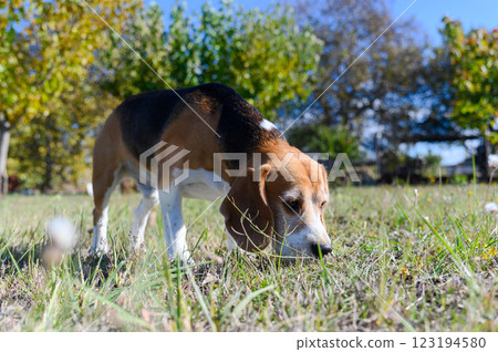 A tricolor beagle with white, brown, and black fur sniffs the grass. A tricolor beagle with white, brown, and black fur sniffs the grass. 123194580