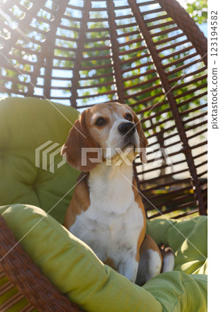 Beagle sitting in a hanging chair outdoors. Beagle sitting in a hanging chair outdoors. 123194582