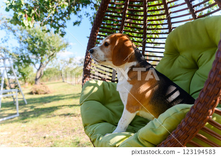 Beagle sitting in a hanging chair outdoors. Beagle sitting in a hanging chair outdoors. 123194583