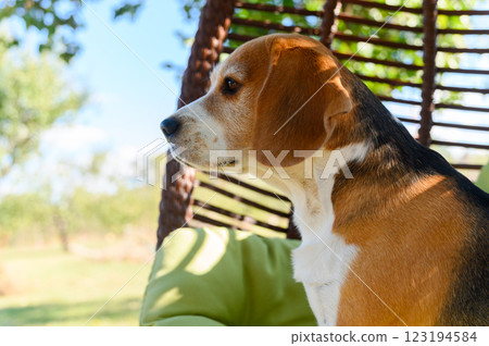 Beagle sitting in a hanging chair outdoors. Beagle sitting in a hanging chair outdoors. 123194584