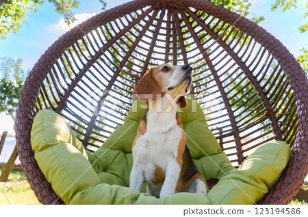 Beagle sitting in a hanging chair outdoors. 123194586