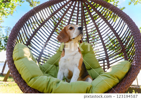 Beagle sitting in a hanging chair outdoors. 123194587