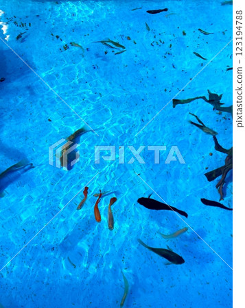 水波蕩漾，魚兒遊動 123194788