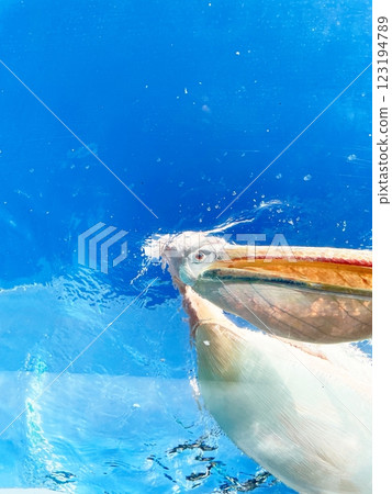 Pelican sticking its face in the water 123194789