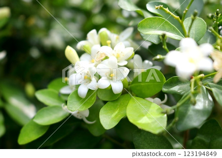 Close up bunch of Orange jasmine flowers blooming. Close up bunch of Orange jasmine flowers blooming. 123194849