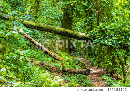 Hiking trail in natural tropical jungle forest Ilha Grande Brazil. 123195122