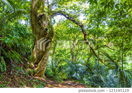 Hiking trail in natural tropical jungle forest Ilha Grande Brazil. Hiking trail in natural tropical jungle forest Ilha Grande Brazil. 123195129
