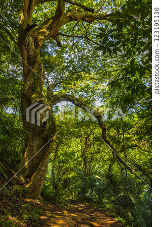 Big tree in natural tropical jungle forest Ilha Grande Brazil. Big tree in natural tropical jungle forest Ilha Grande Brazil. 123195130